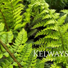Polystichum setiferum Polystichum setiferum