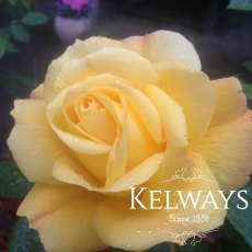 Rosa 'Arthur Bell' (F) Rosa 'Arthur Bell' (F)