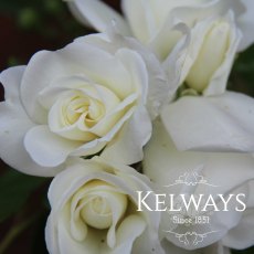 Rosa Iceberg ('Korbin') (F) Rosa Iceberg ('Korbin') (F)