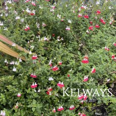 Salvia 'Hot Lips' Salvia 'Hot Lips'
