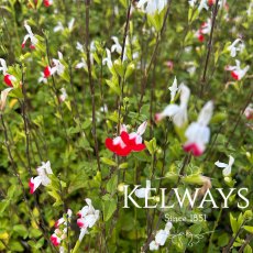 Salvia 'Hot Lips' Salvia 'Hot Lips'