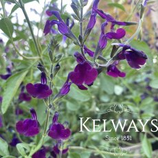 Salvia 'Nachtvlinder' Salvia 'Nachtvlinder'