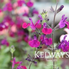 Salvia x jamensis VIOLETTE DE LOIRE ('Barsal' PBR) Salvia x jamensis VIOLETTE DE LOIRE ('Barsal' PBR)