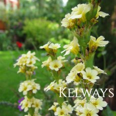 Sisyrinchium striatum Sisyrinchium striatum