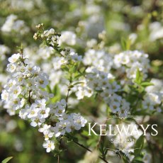 Spiraea 'Arguta' (7.5 litre pot) Spiraea 'Arguta' (7.5 litre pot)
