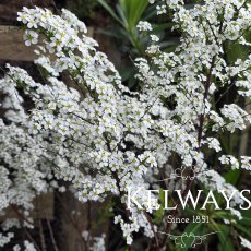 Spiraea 'Arguta' (7.5 litre pot) Spiraea 'Arguta' (7.5 litre pot)
