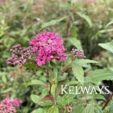 Spiraea japonica 'Anthony Waterer' (3 litre pot) Spiraea japonica 'Anthony Waterer' (3 litre pot)