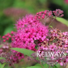 Spiraea japonica 'Anthony Waterer' (3 litre pot) Spiraea japonica 'Anthony Waterer' (3 litre pot)