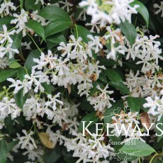 Trachelospermum jasminodies Trachelospermum jasminodies