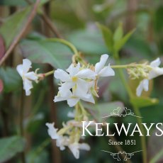 Trachelospermum jasminodies Trachelospermum jasminodies