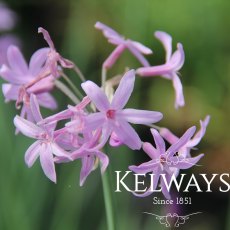 Tulbaghia violacea Tulbaghia violacea
