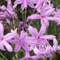 Tulbaghia violacea Tulbaghia violacea