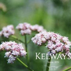 Valeriana officinalis Valeriana officinalis
