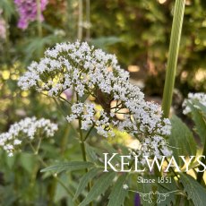 Valeriana officinalis Valeriana officinalis