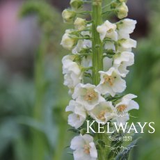 Verbascum phoeniceum 'Flush of White' Verbascum phoeniceum 'Flush of White'
