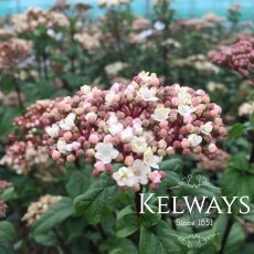 Viburnum tinus 'Ladybird' Viburnum tinus 'Ladybird'