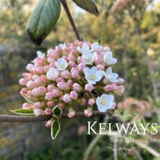 Viburnum x burkwoodii (3 litre pot)
