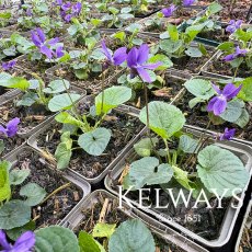 Viola odorata (Vt) (9cm pot) Viola odorata (Vt) (9cm pot)