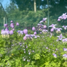 Thalictrum 'Splendide' Thalictrum 'Splendide'
