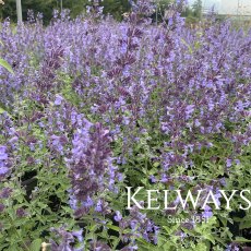 Nepeta racemosa 'Walker's Low' Nepeta racemosa 'Walker's Low'