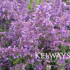 Nepeta racemosa 'Walker's Low' Nepeta racemosa 'Walker's Low'