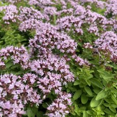 Origanum vulgare 'Compactum' Origanum vulgare 'Compactum'