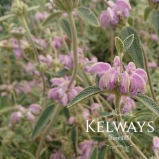 Phlomis italica Phlomis italica
