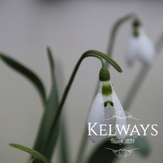 Galanthus elwesii Galanthus elwesii