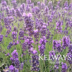 Lavandula angustifolia 'Hidcote'
