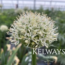 Allium stipitatum 'Mount Everest' Allium stipitatum 'Mount Everest'