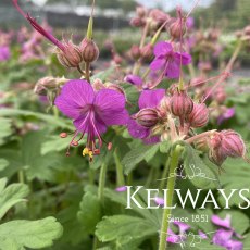 Geranium macrorrhizum 'Bevan's Variety' Geranium macrorrhizum 'Bevan's Variety'