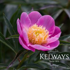 Paeonia 'Bowl of Love' Paeonia 'Bowl of Love'
