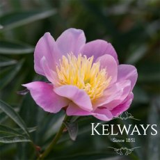 Paeonia 'Bowl of Love' Paeonia 'Bowl of Love'