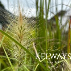 Pennisetum villosum Pennisetum villosum