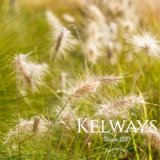 Pennisetum villosum Pennisetum villosum
