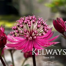 Astrantia 'Burgundy Manor' Astrantia 'Burgundy Manor'
