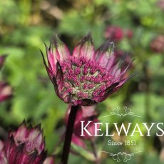 Astrantia 'Burgundy Manor' Astrantia 'Burgundy Manor'