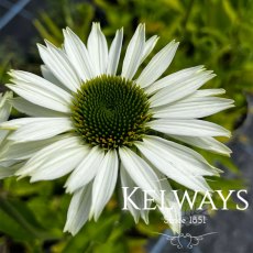 Echinacea purpurea 'Virginia' PBR (3 litre pot) Echinacea purpurea 'Virginia' PBR (3 litre pot)