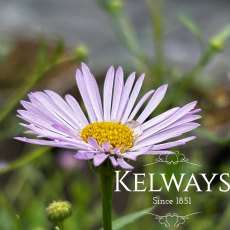Erigeron karvinskianus 'Lavender Lady' Erigeron karvinskianus 'Lavender Lady'