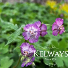 Geranium phaeum 'Robin's Angel Eyes' Geranium phaeum 'Robin's Angel Eyes'