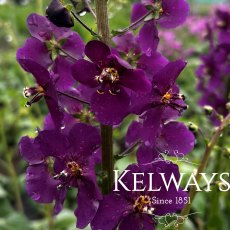 Verbascum phoeniceum 'Violetta' Verbascum phoeniceum 'Violetta'