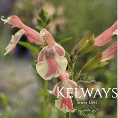 Salvia x jamensis BELLE DE LOIRE ('Barsabel') (2 litre pot) Salvia x jamensis BELLE DE LOIRE ('Barsabel') (2 litre pot)