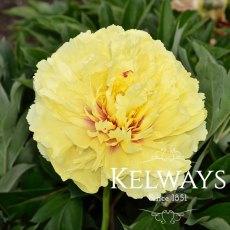 Paeonia 'Sonoma Halo' (I)