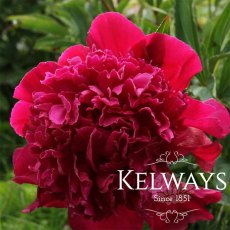 Paeonia lactiflora 'Inspecteur Lavergne' Paeonia lactiflora 'Inspecteur Lavergne'