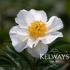 Paeonia 'Krinkled White' Paeonia 'Krinkled White'