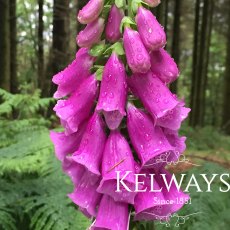 Digitalis purpurea Digitalis purpurea