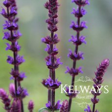 Salvia nemorosa 'Caradonna' Salvia nemorosa 'Caradonna'