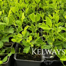 Lathyrus odoratus 'Incense Mixed' (9cm pot) Lathyrus odoratus 'Incense Mixed' (9cm pot)