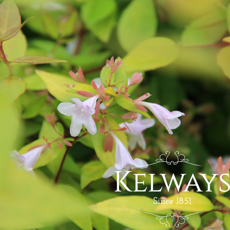 Abelia x grandiflora 'Francis Mason' (v)