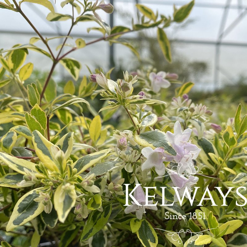 Abelia x grandiflora 'Hopley's' PBR (v) (3 litre pot)